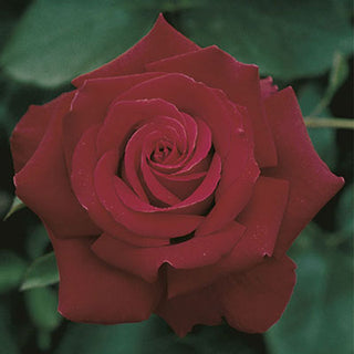 Rose ‘Firefighter’