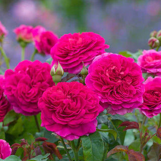 Rose ‘Gabriel Oak’