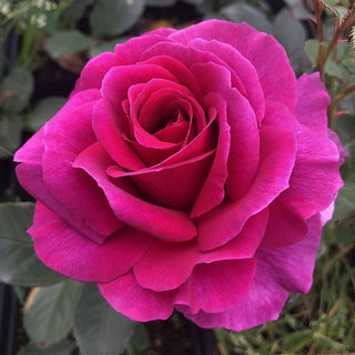 Rose ‘Perfume Factory’