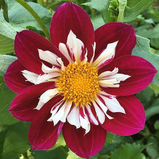 Dahlia ‘Ferncliff Pirate’