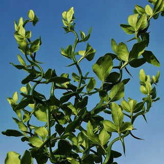 Citrus ‘Flying Dragon’