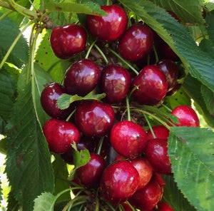 Cherry - Prunus avium ‘Glacier’