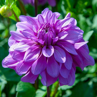 Dahlia ‘Bluetiful’