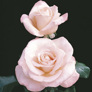 Rose ‘New Zealand’