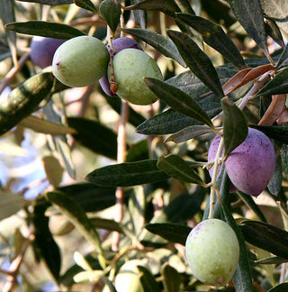 Olive - Olea europaea ‘Perpetua’
