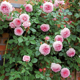 Rose ‘James Galway’