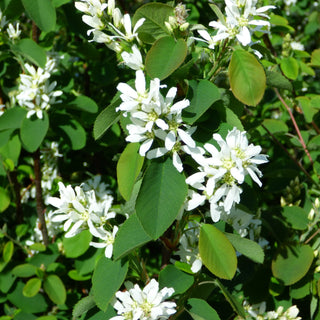 Saskatoon Berry ‘Honeywood’