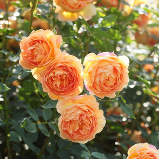Rose ‘Lady of Shalott’