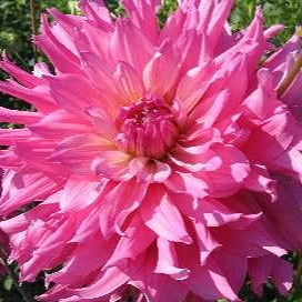 Dahlia ‘Elsie Huston’