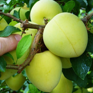 Plum - Prunus salicina ‘Shiro’