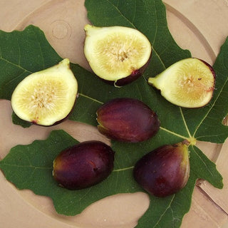 Fig - Ficus carica ‘Vern’s Brown Turkey’