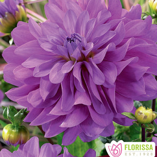 Dahlia ‘Bluetiful’ (1/pkg)