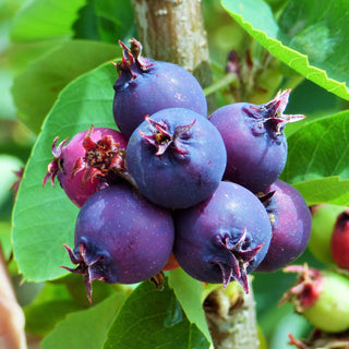 Saskatoon Berry ‘Thiessen’