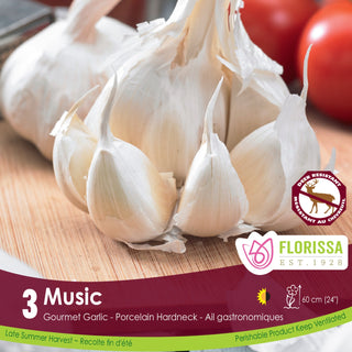 Music Garlic (3/pkg)
