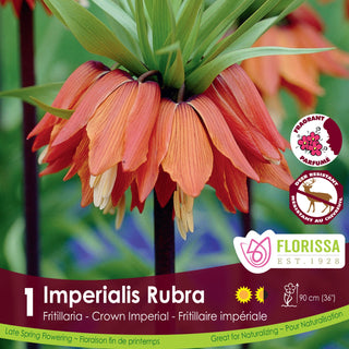 Fritillaria Imperialis Rubra (1/package)
