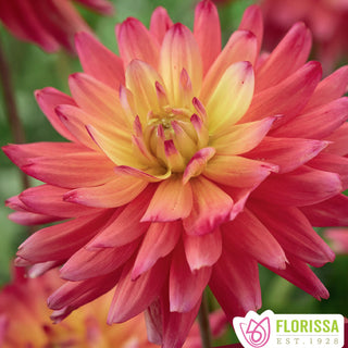 Dahlia ‘Rainbow Silence’ (1/pkg)