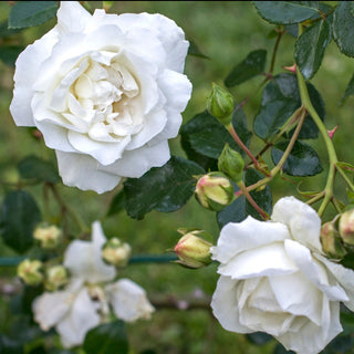 Rose ‘White Dawn’