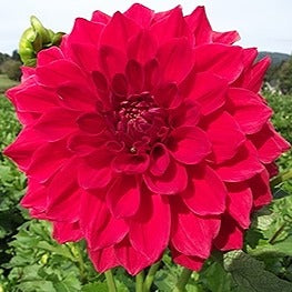 Dahlia ‘Ruby Foss’