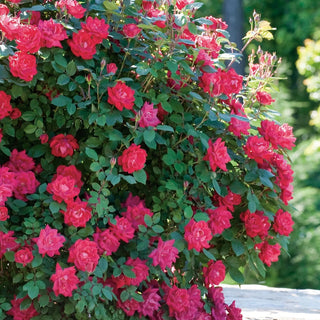 Rose ‘Knock Out Double Red’