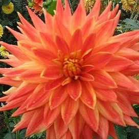 Dahlia ‘Ferncliff Fuego’