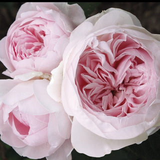 Rose ‘Parfuma Earth Angel’