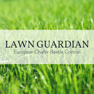 Lawn Guardian - European Chafer Beetle Control