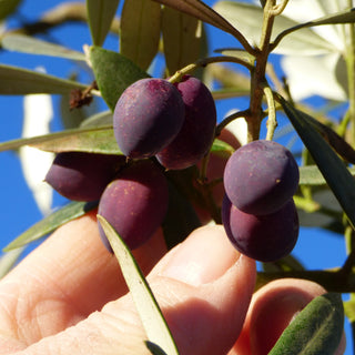 Olive - Olea europaea ‘Nikita Jubilee’