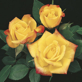 Rose ‘Rainbow’s End’