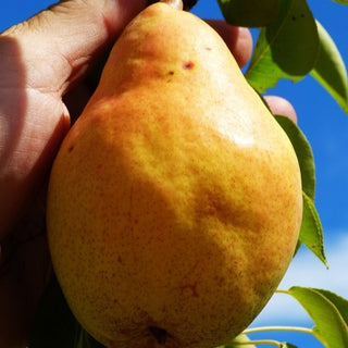 Pear - Pyrus communis ‘Bartlett’