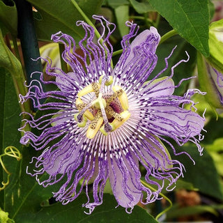Passion Fruit - Passiflora incarnata