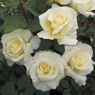 Rose ‘White Licorice’