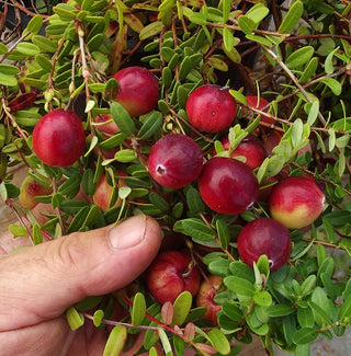 Cranberry - Vaccinium macrocarpon ‘Hamilton’