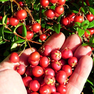Chilean Guava - Ugni molinae