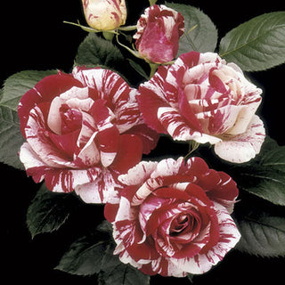 Rose ‘Scentimental’
