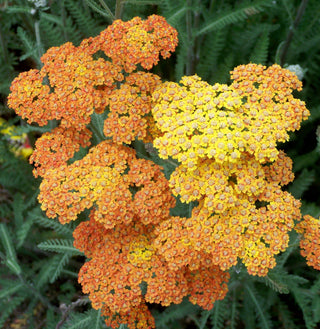 10 Perennials that Beat the Heat