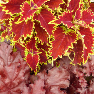 More All-Summer Colour