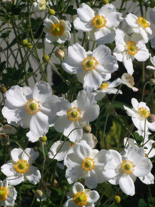 The Month-By-Month Alba Garden