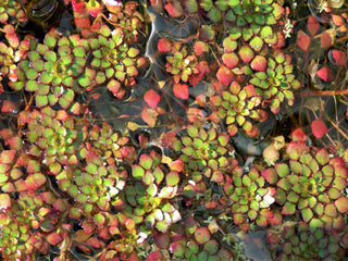 Discovering Aquatic Plants