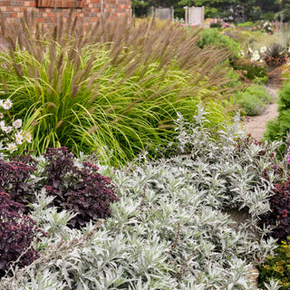 Artemisia 'Silver Lining' Plant