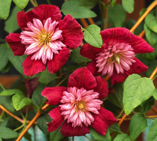 A Clematis for Every Garden