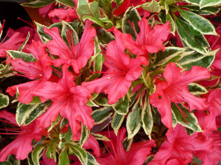 Japanese Azaleas