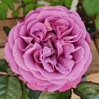 Our Best Roses…Right Now!