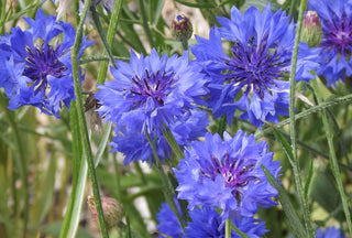 A Cut Flower Calendar