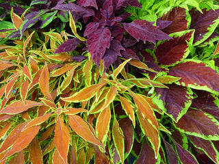 Summer Colour for the Shade
