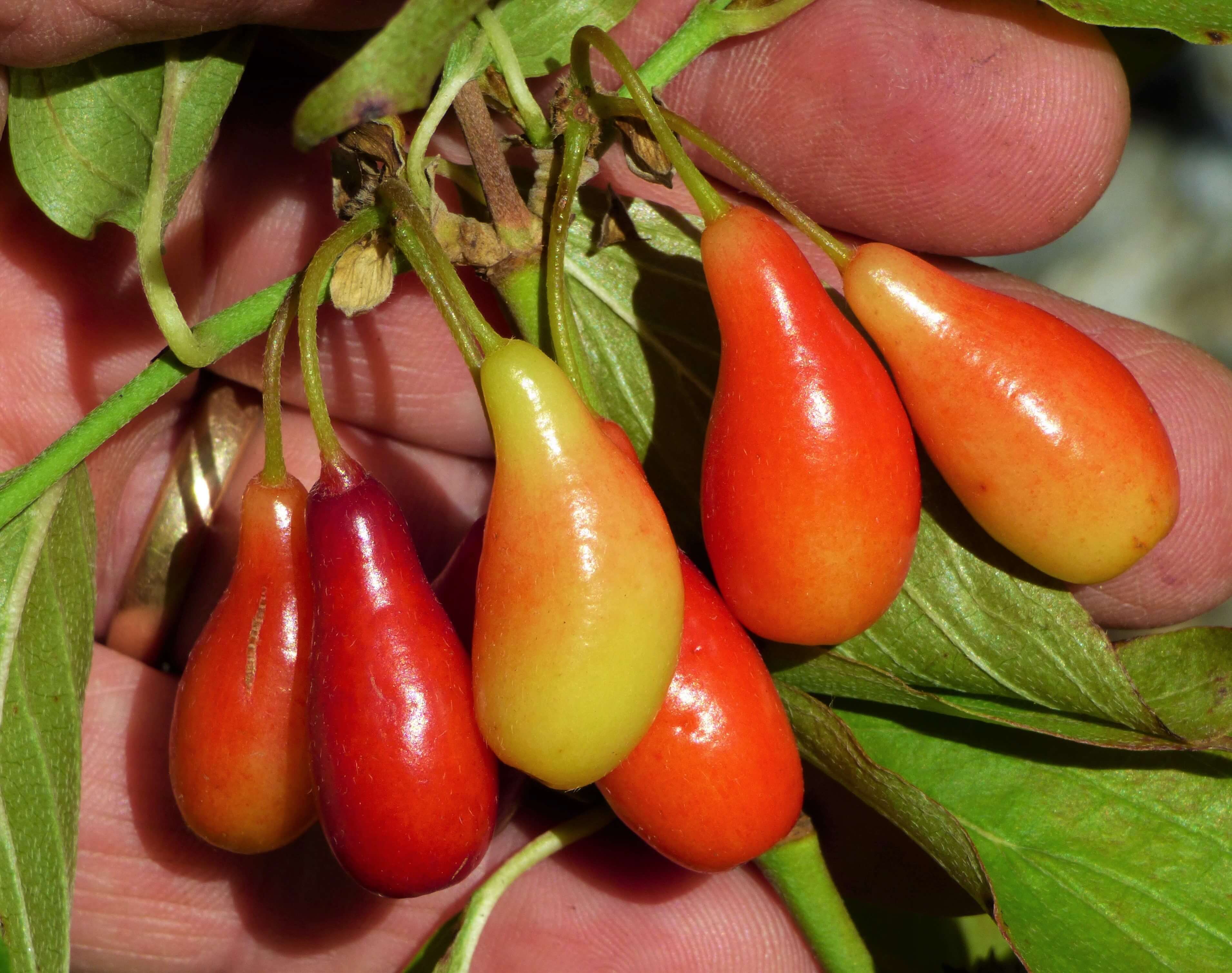 [GNM] Cornelian Cherry Extracts 80ml x 30 packs