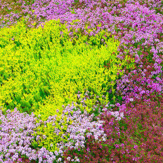 Coquitlam’s Inspiration Garden: The Garden that Lives Up to Its Name