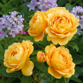 More David Austin Roses to Love: New Arrivals and Old Favourites Return