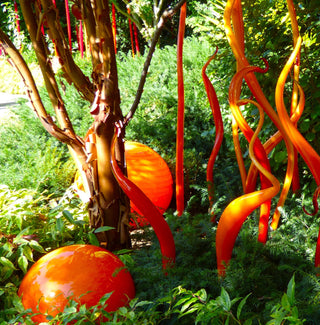 Orange orbs and paperbark maples at Chihuly Garden and Glass