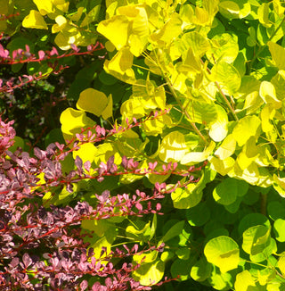 Cotinus 'Golden Spirit' Plant