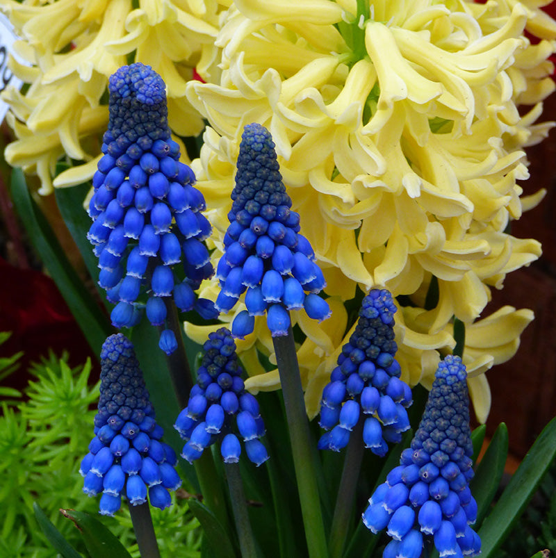 Blog - Spring-Flowering Bulbs That Naturalize | Amsterdam Garden Centre